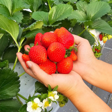 특상품 농순이딸기 1kg (30구~40구)