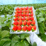 농순이 금산 설향 딸기 700g (24구~35구)