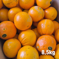 고당도 못난이 오렌지 8.5kg(40~45)